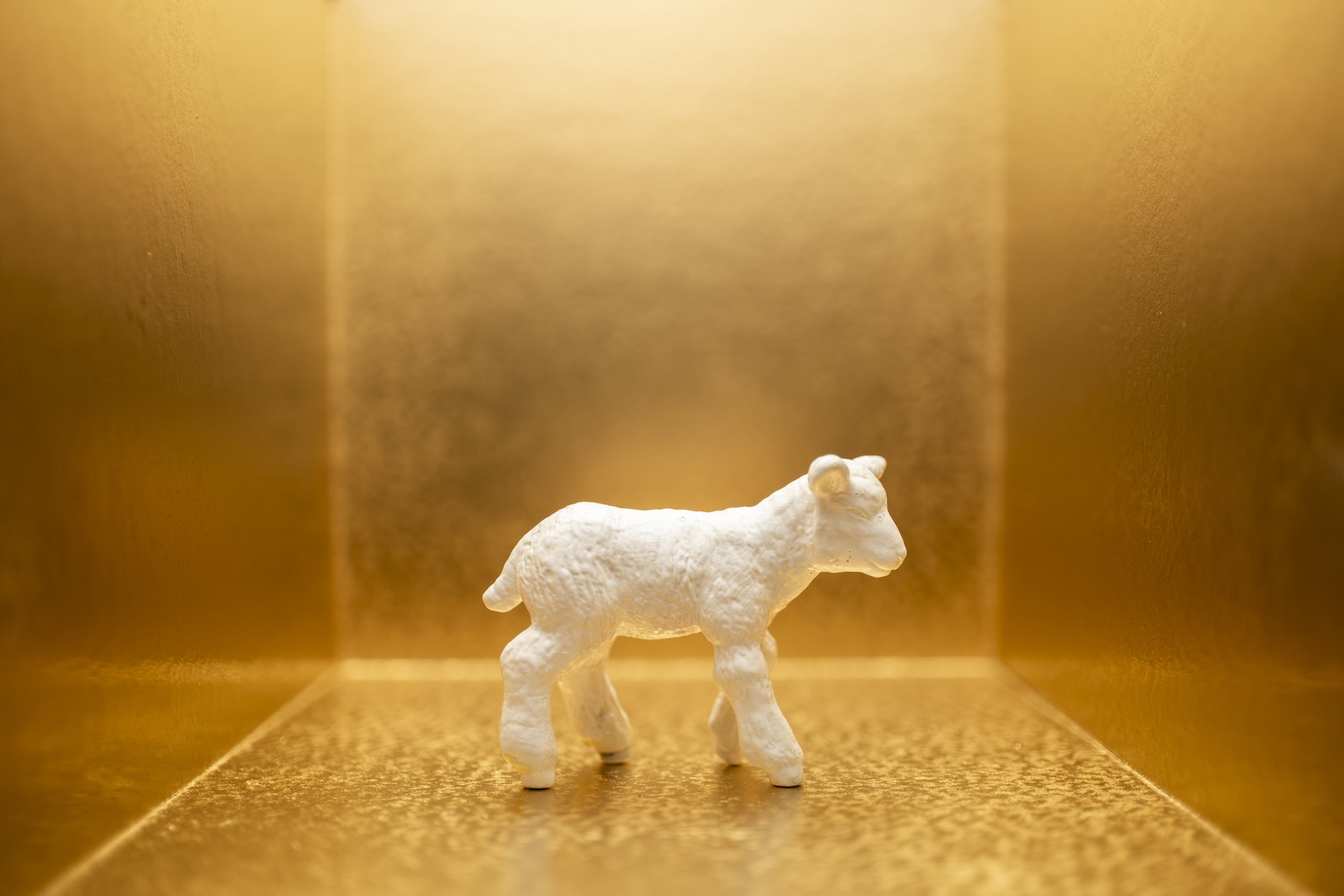 Lamb005.jpg