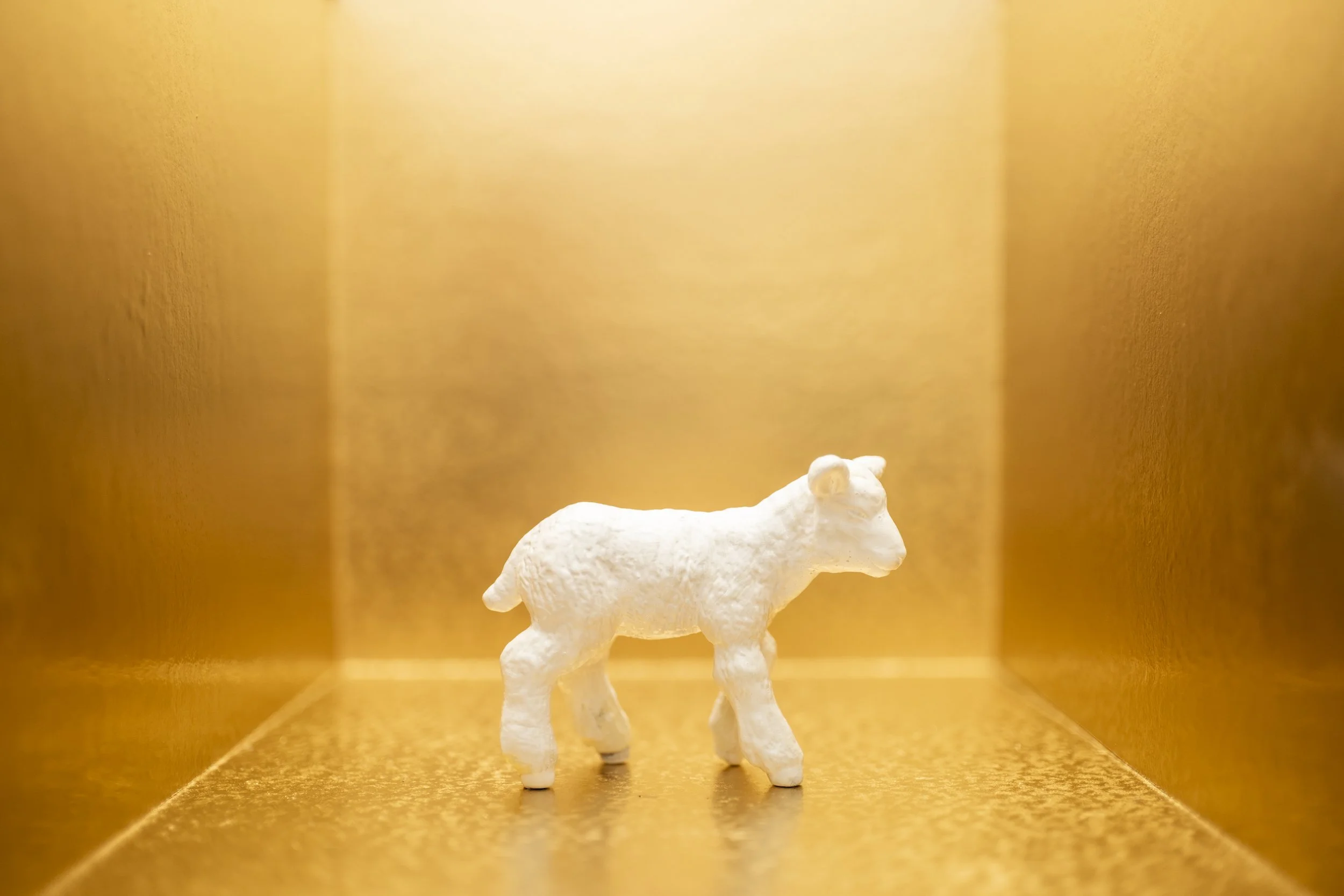 Lamb006.jpg