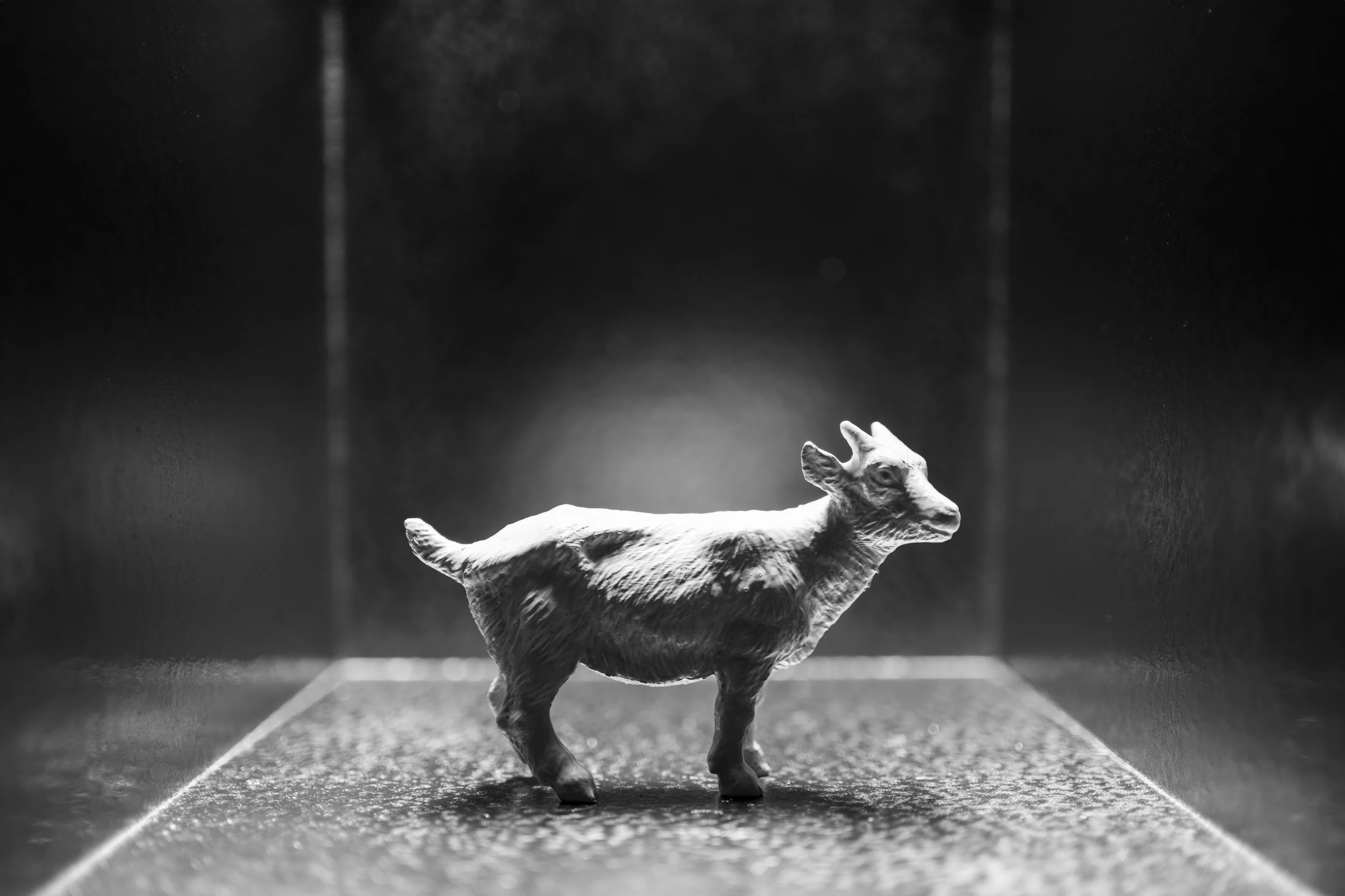 Goat010.jpg