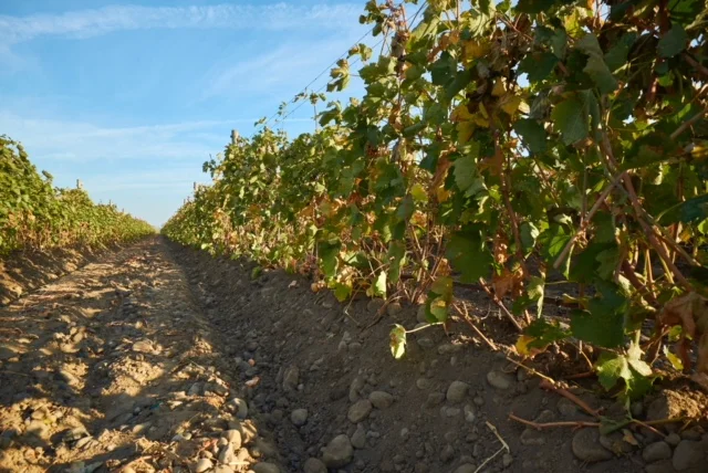 Vineyard is a hybrid of head trained but then canopy is attached to a trellis wire.  Look at those galets!