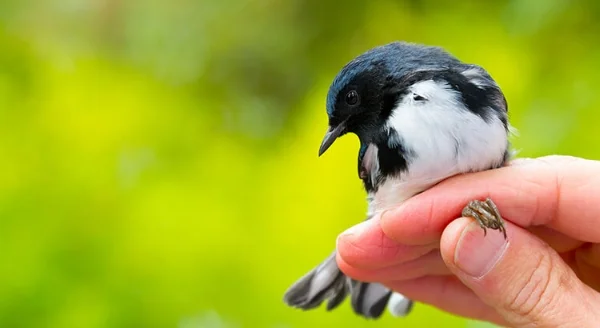 bird in the hand color.jpg