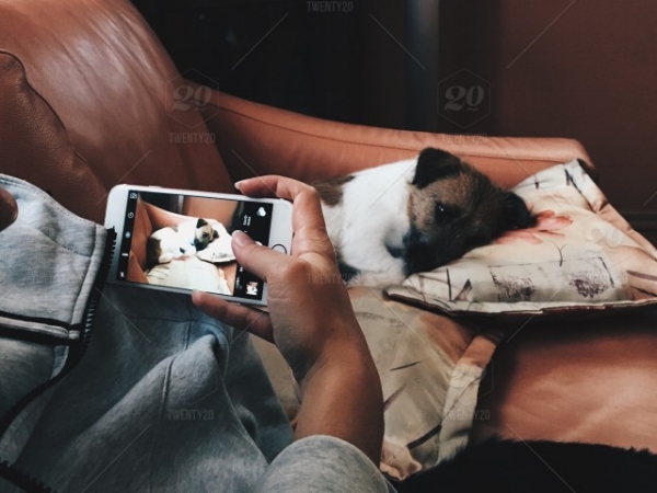dog-relaxation-sofa-leisure-home-chill-flash-iphone-889a75c4-7aa2-4b8d-969f-d7dbe7f5760c.jpg