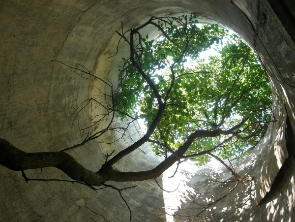 treesilo2.jpg