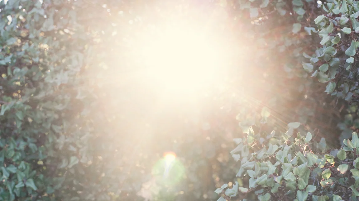 LizSong_light_NoExpiry.jpg