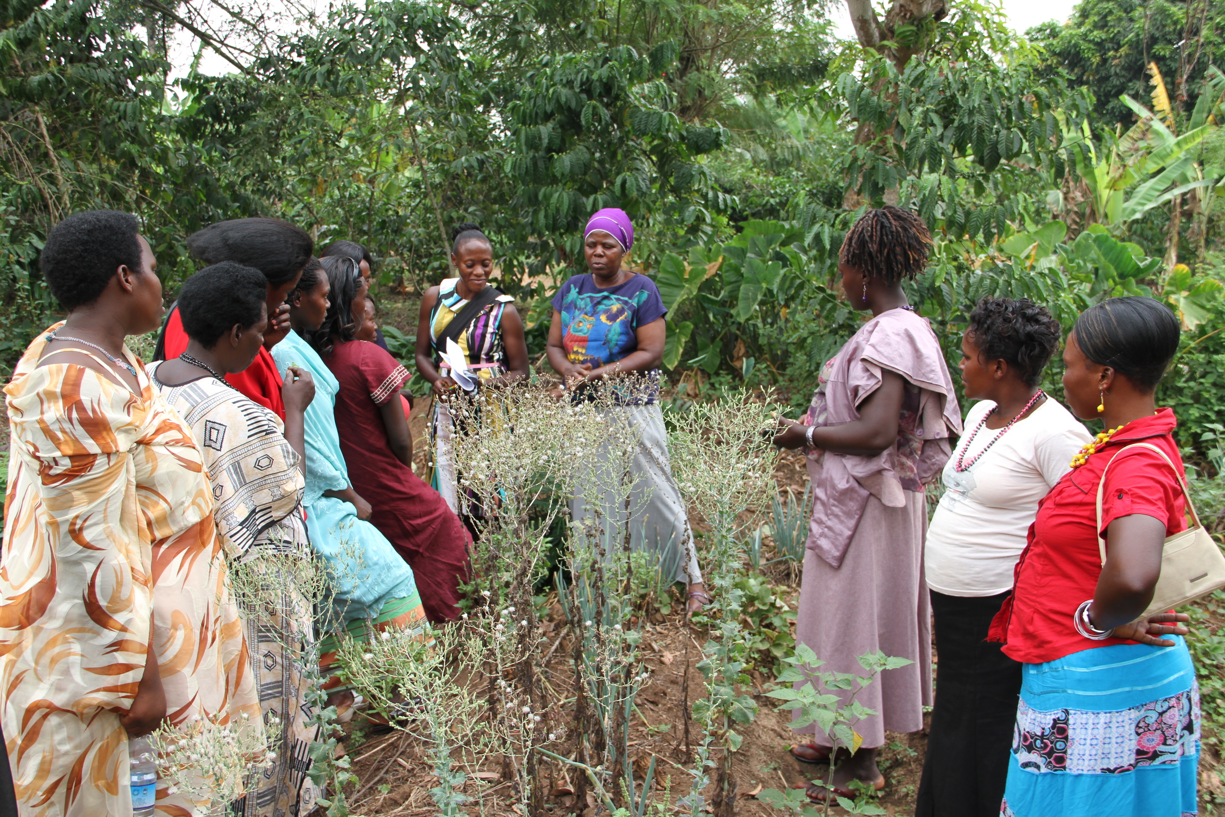 Empowered Voices takes a field visit to the Bunafo organic farms in February 2014 as part of an empowerment retreat. 