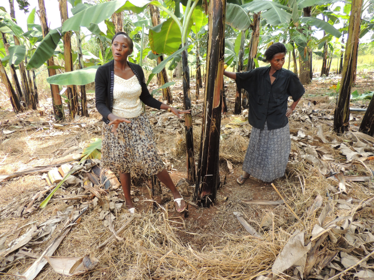 Julie giving advice in the banana field.