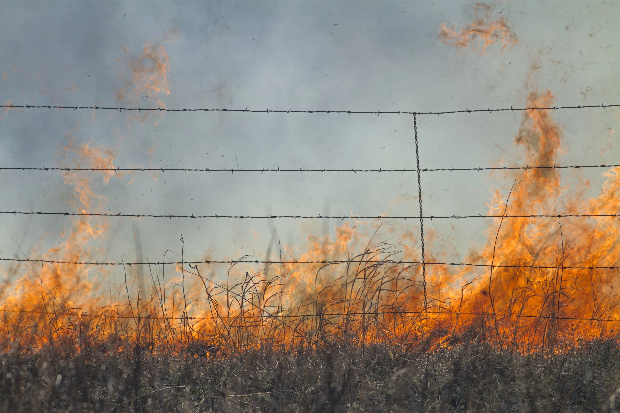 burning-prairie-grass-and-barbed-wire-fence-522480324_3869x2579.jpeg