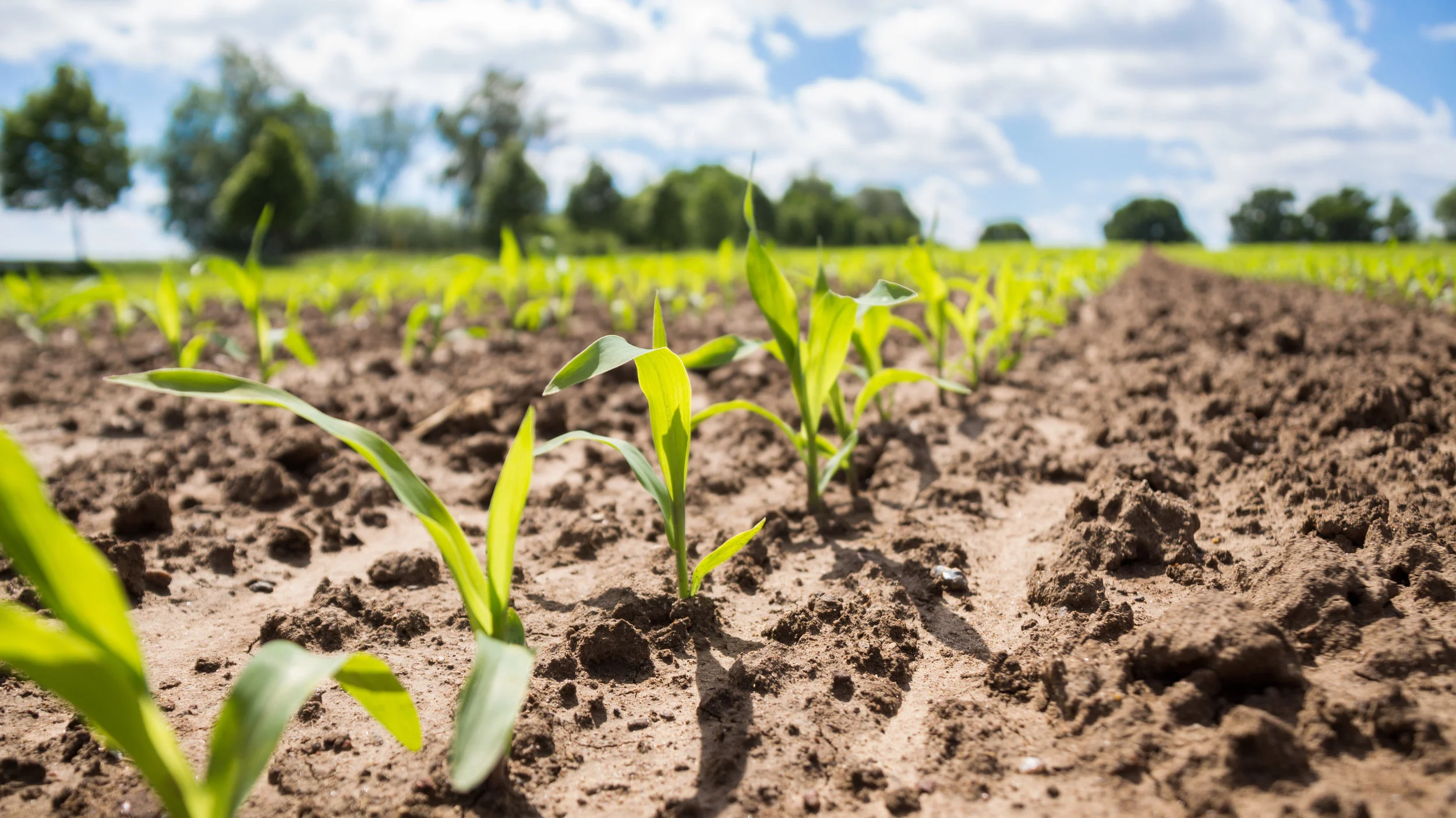 close-up-of-young-corn-plants-in-the-field-on-a-sunny-day-691249514_5184x2916.jpeg