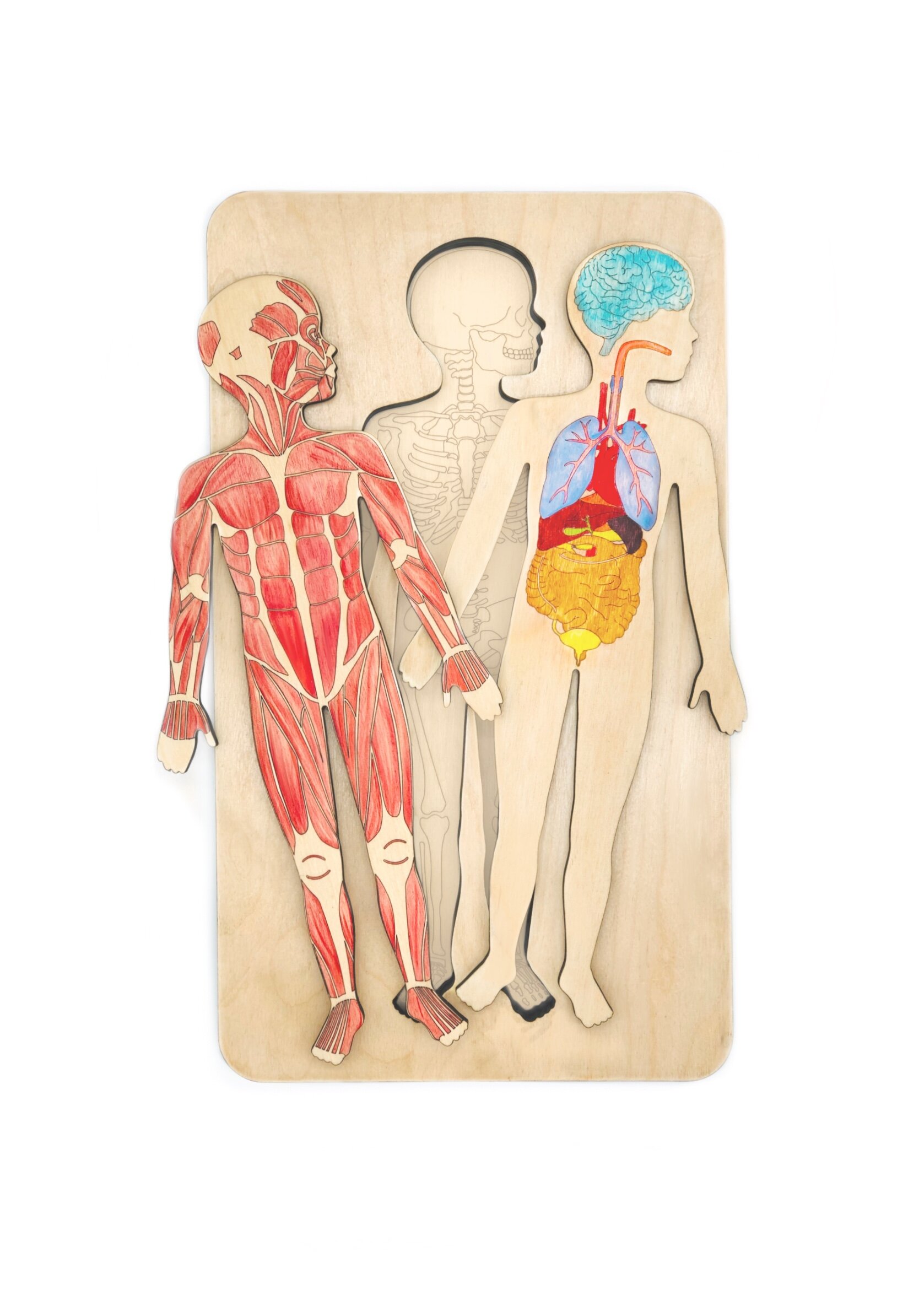 Anatomical_Human_Wooden_Puzzle_0.jpg