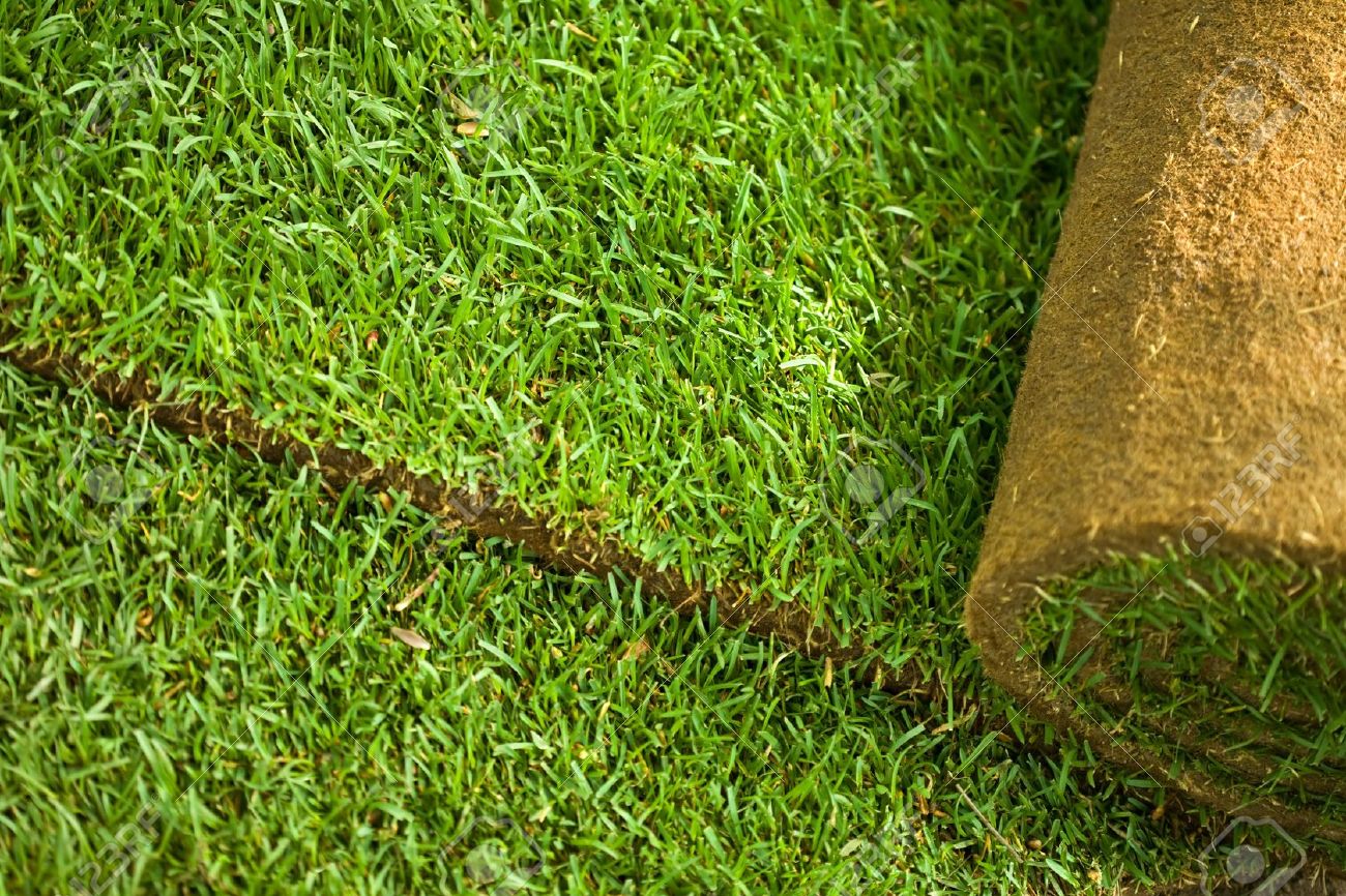 7022747-Green-turf-grass-roll-closeup-and-background-Stock-Photo-sod.jpg