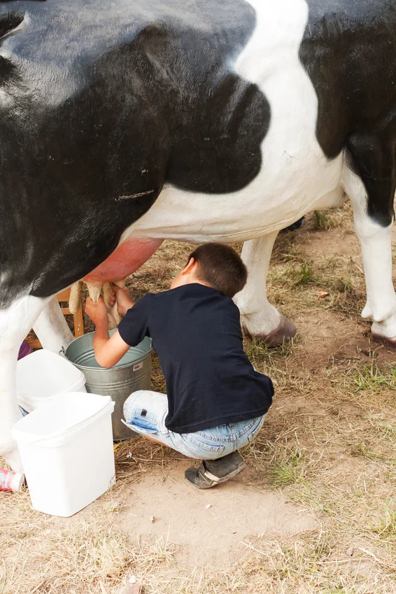 Boy milking_32605745_S.jpg