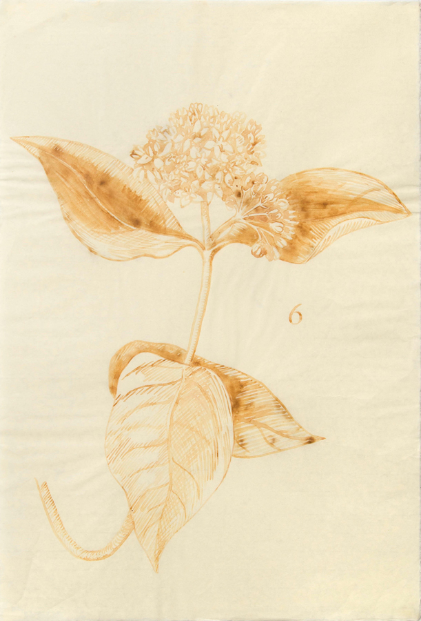   Milkweed  ©2002 Milk on Paper 39" x&nbsp; 26" 