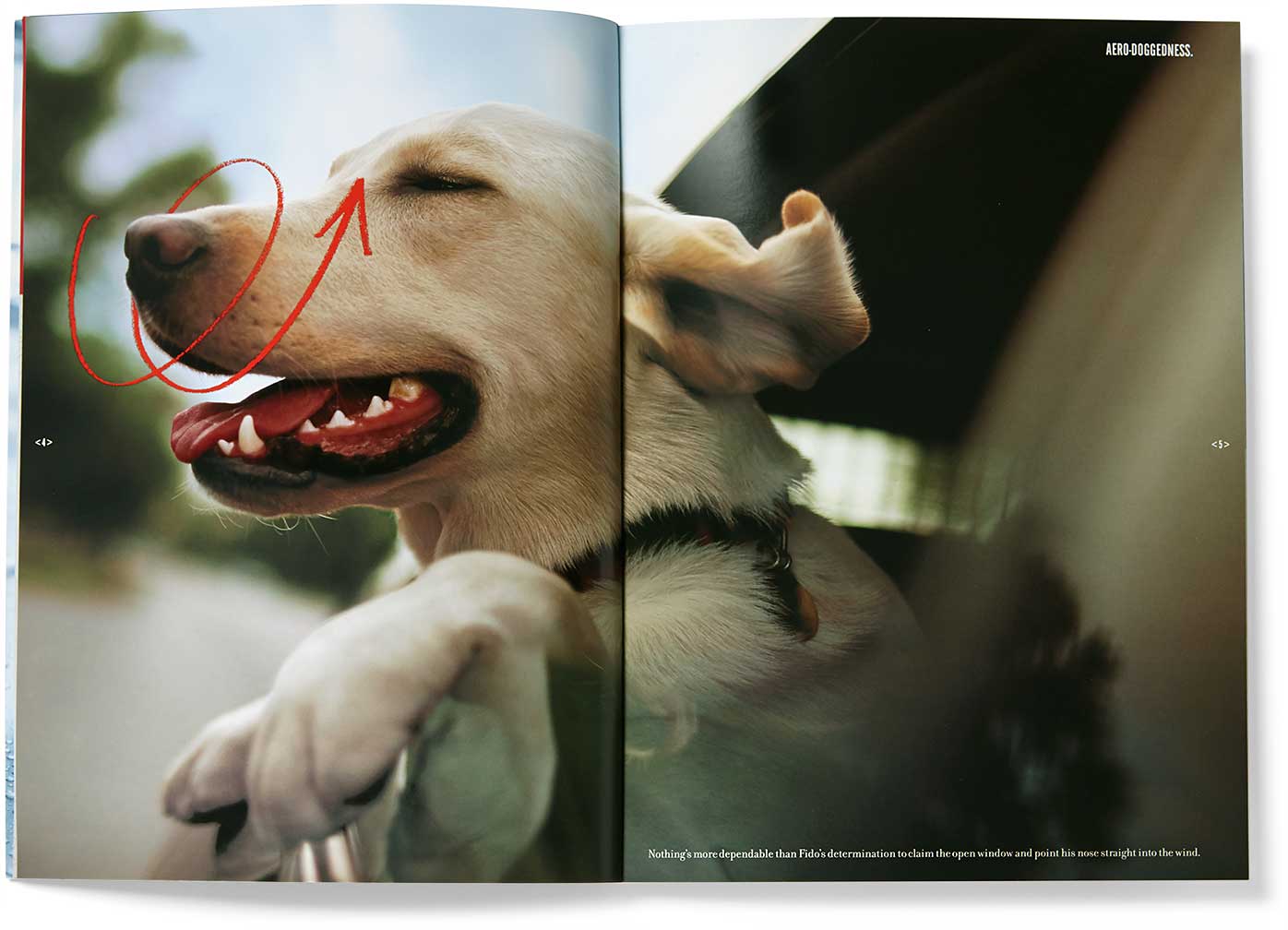 storaenso_depend-productolith-dog_b.jpg
