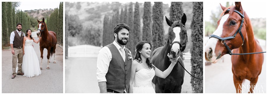 This beauty right here is Mozart and he loves pictures with Brides and Grooms :)