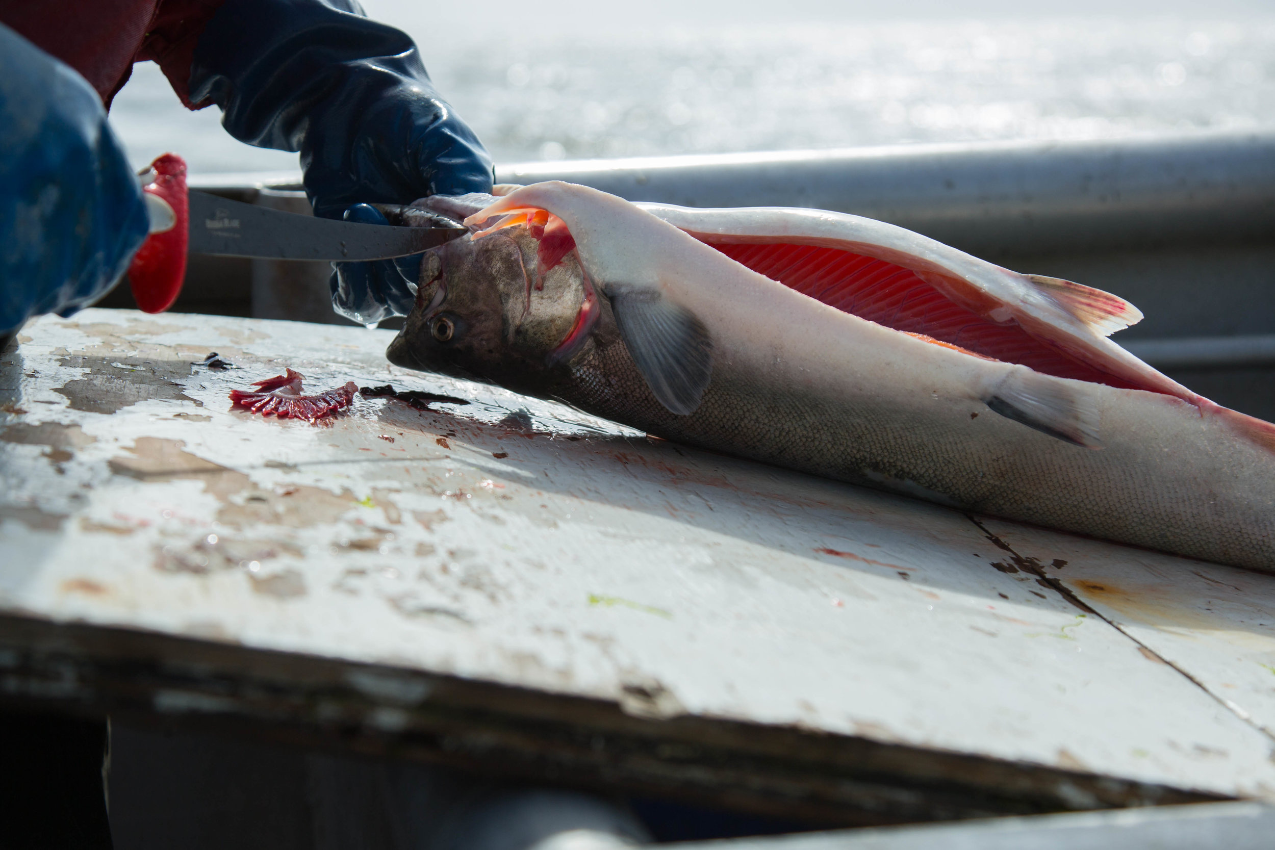 2016_06_27_Alaska_Fishing_BOAT_5DMK3_STILLS_0003.jpg