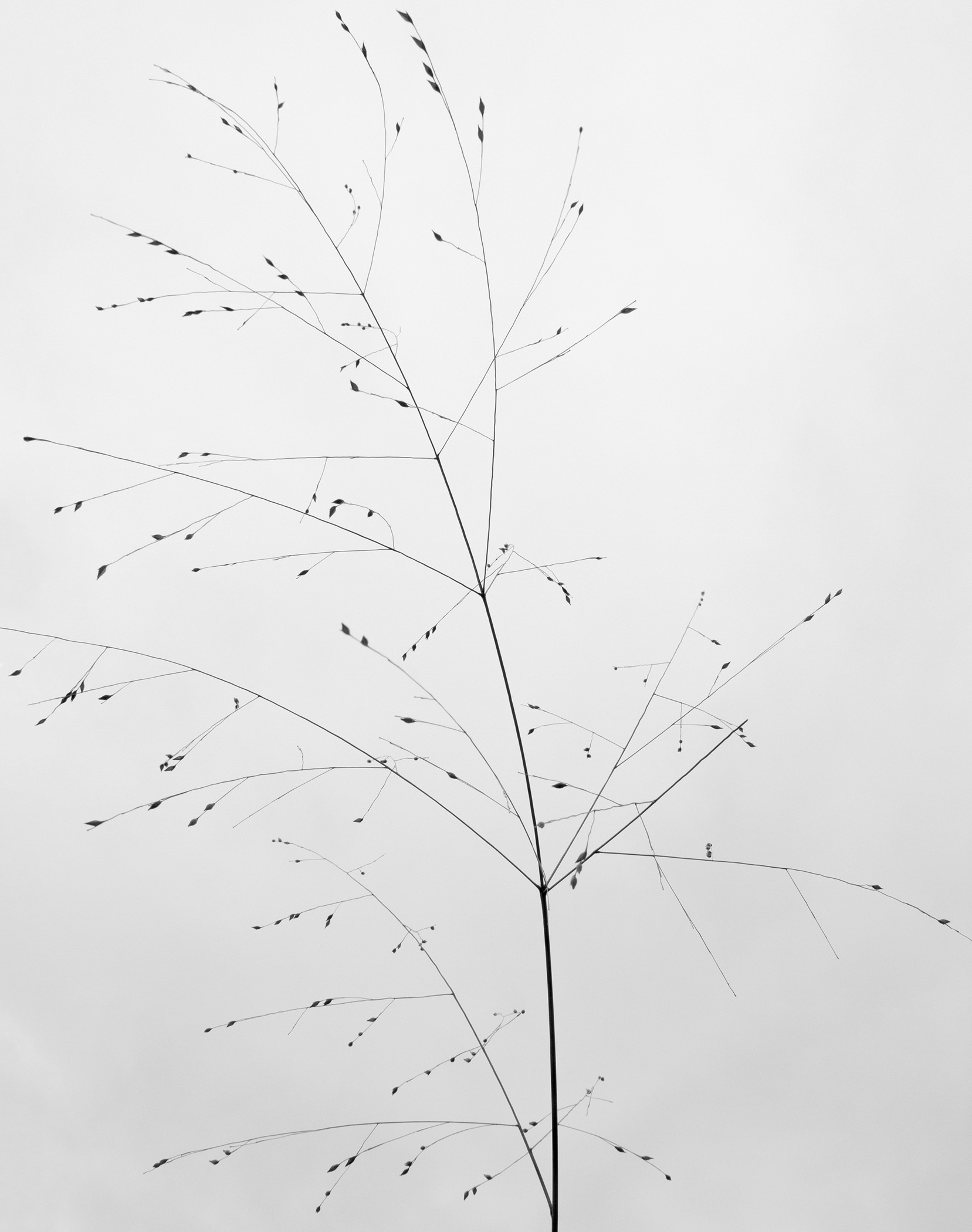 twig.jpg