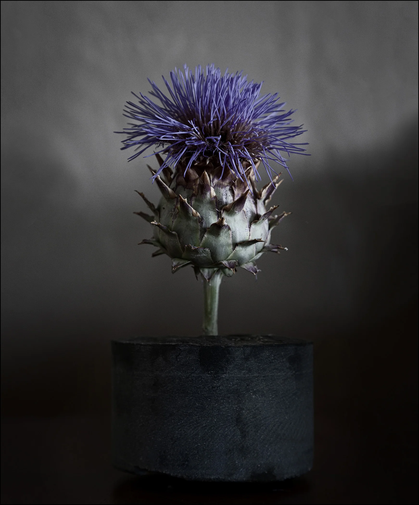 Flower.jpg