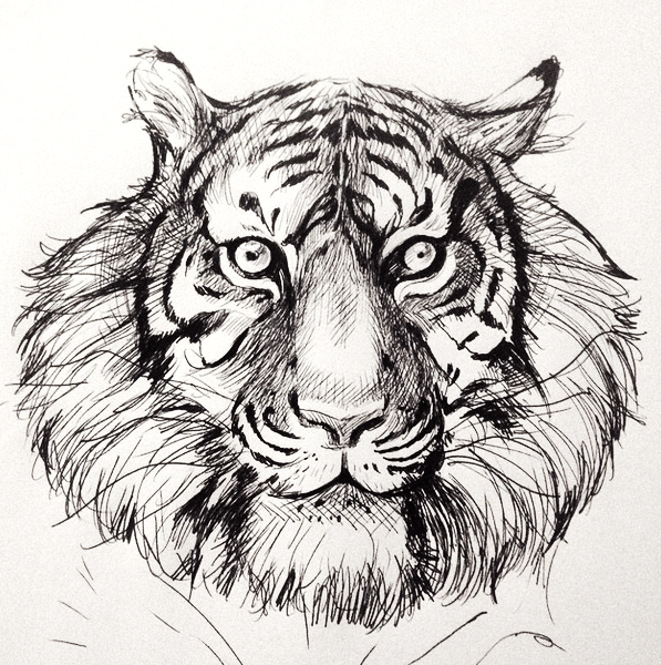 Tiger (original for sale)