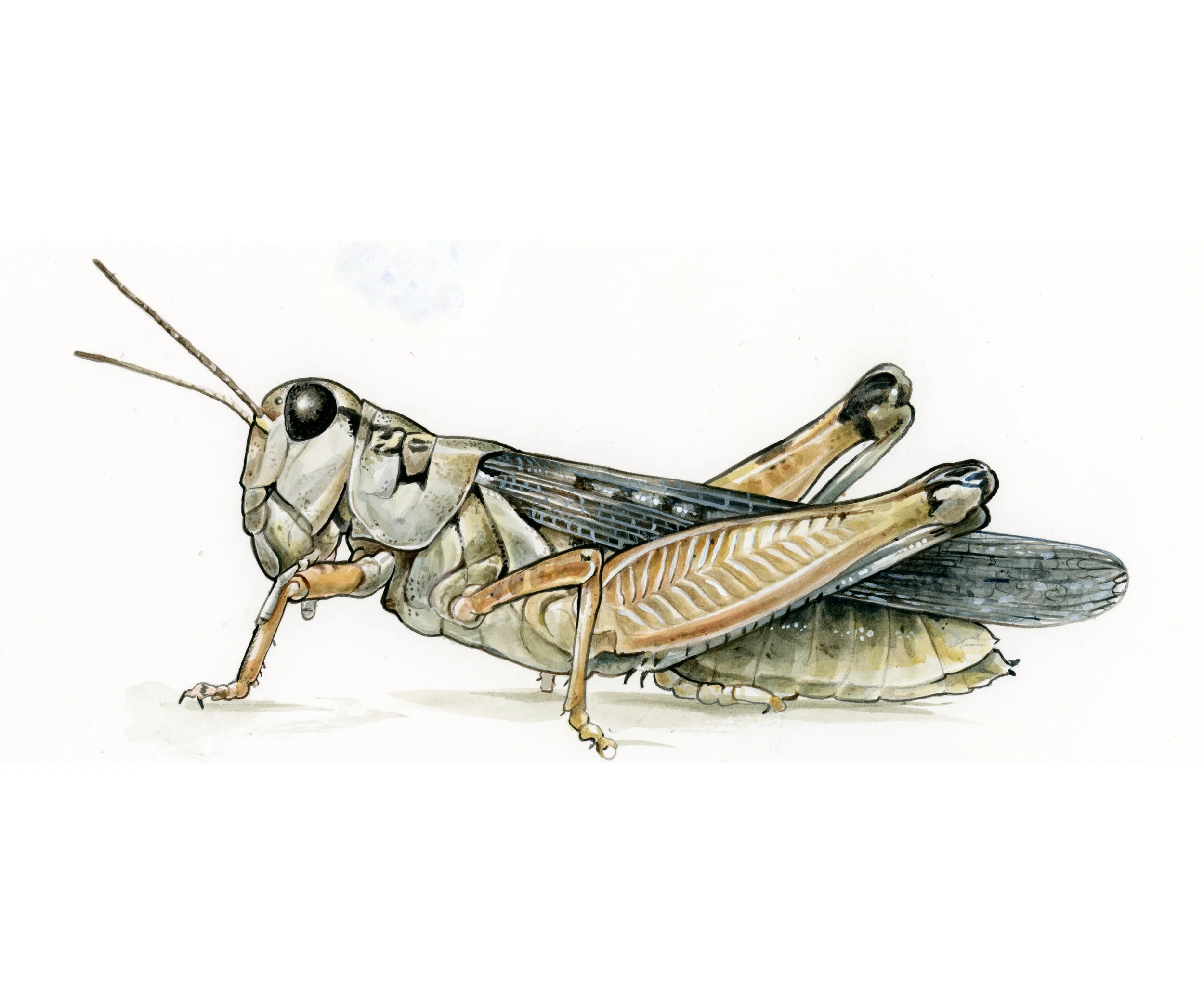 Grasshopper for Royal Alberta Museum