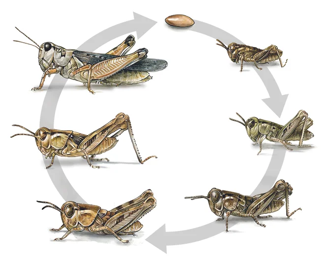 Grasshopper life cycle for Royal Alberta Museum
