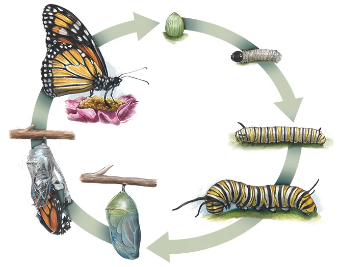 Butterfly life cycle for Royal Alberta Museum