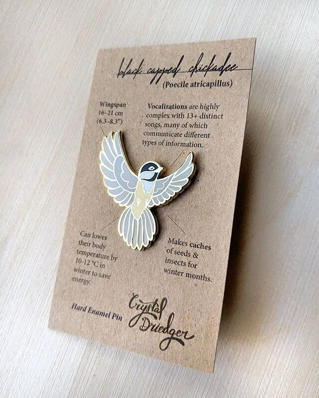 Did you know that chickadees sing over 13 different and distinct songs, many which communicate different types of information? The most famous song is of course the "chick-a-dee" vocalization, but another includes "hey sweetie" (sounds a little  like "fee bee" as well) is sung by males to attract females. 🥰 If you're curious to know what chickadees are saying to each other watch some YouTube videos. It's remarkable really, then you can say you understand another language. 😉
.
.
.
#chickadeepin #chickadee #birder #birdnerd #birdpin #enamelpin #yegbird #madeinedmonton #hardenamel #pincollector