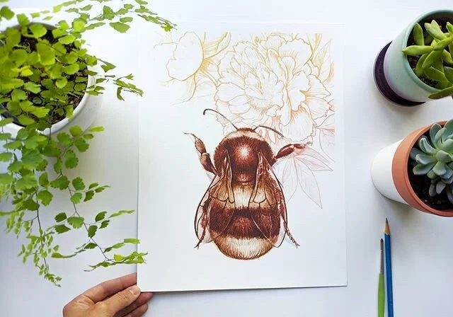 One of my best sellers, my Bee &amp; Peonies print is offered in 2 easy to frame sizes on Etsy and my website shop. 8x10 and 11x14" as well as larger made to order sizes on my website. I still love this one too. It started out as a sketch in my sketchbook and after I digitally colored it it took on a whole new life. I keep thinking I'd like to expand the series, and maybe I will one day, but for now it will stay as a one hit wonder in that style. .
.
.
#bee #beeart #giclee #yegarts #edmontonart #peonies #peony #peonyart #canadianarts #designerdecor #insectart