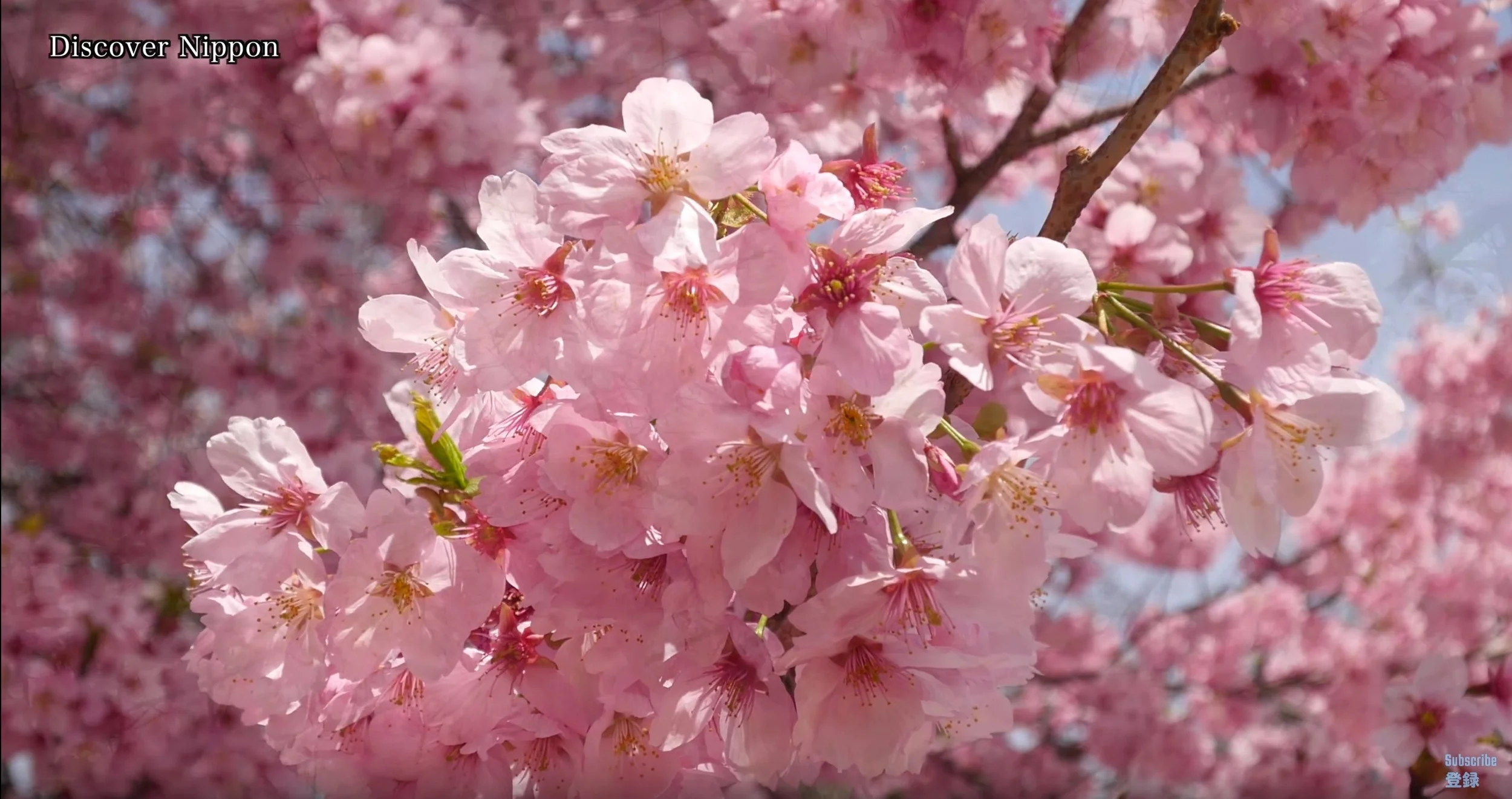 Cheery Blossom Viewing Begins Tomorrow