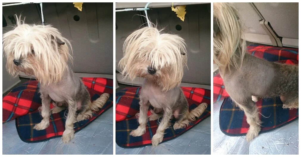 Before - this is after we cut Harlow's jacket off. It was caked in grot.