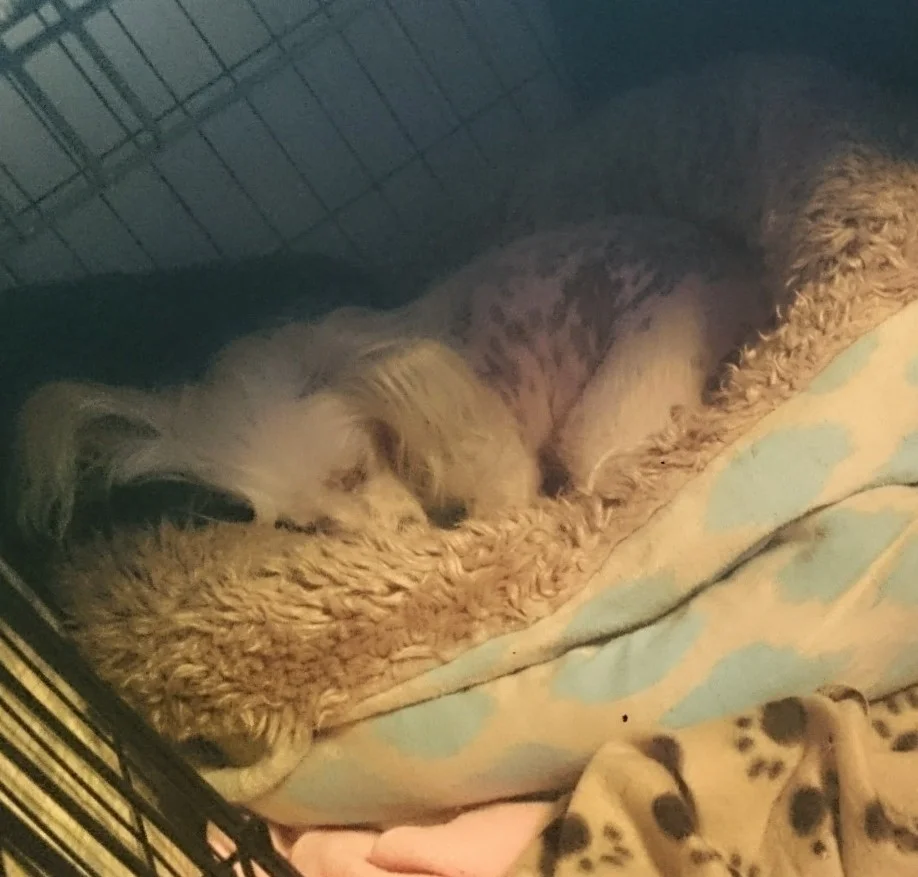 Thanks to PESC, Oxo (now at home sleeping soundly - morphine is an amazing thing) has many happy years ahead of him - but we desperately need donations as his specialist surgery wiped us out.