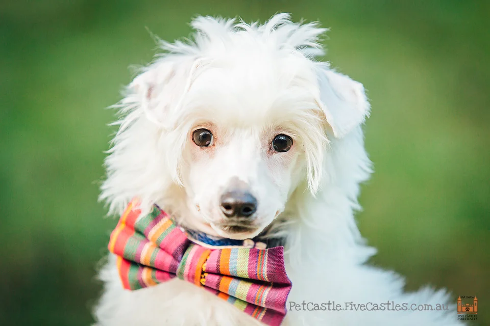 Our handsome soldier Ferdinand. Photo by Arek @ PetCastle.FiveCastles.com,au