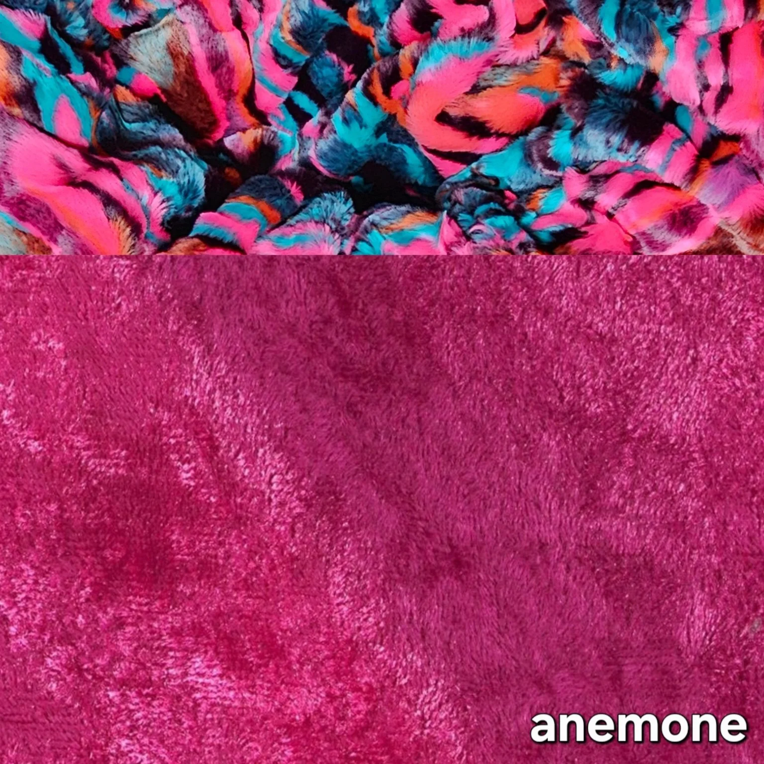 Anemone.jpg