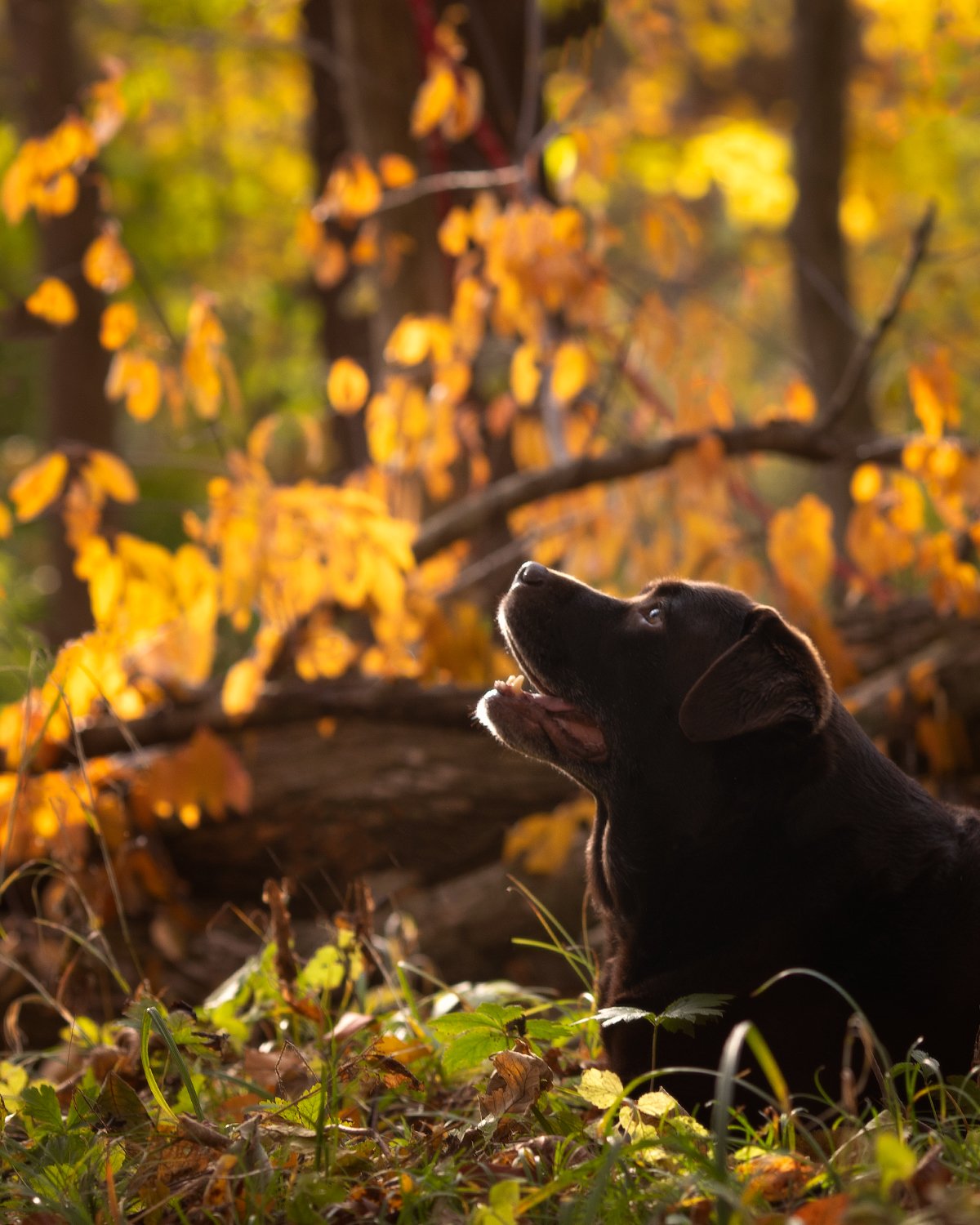 Fall Dogs-0118-2-Edit.jpg