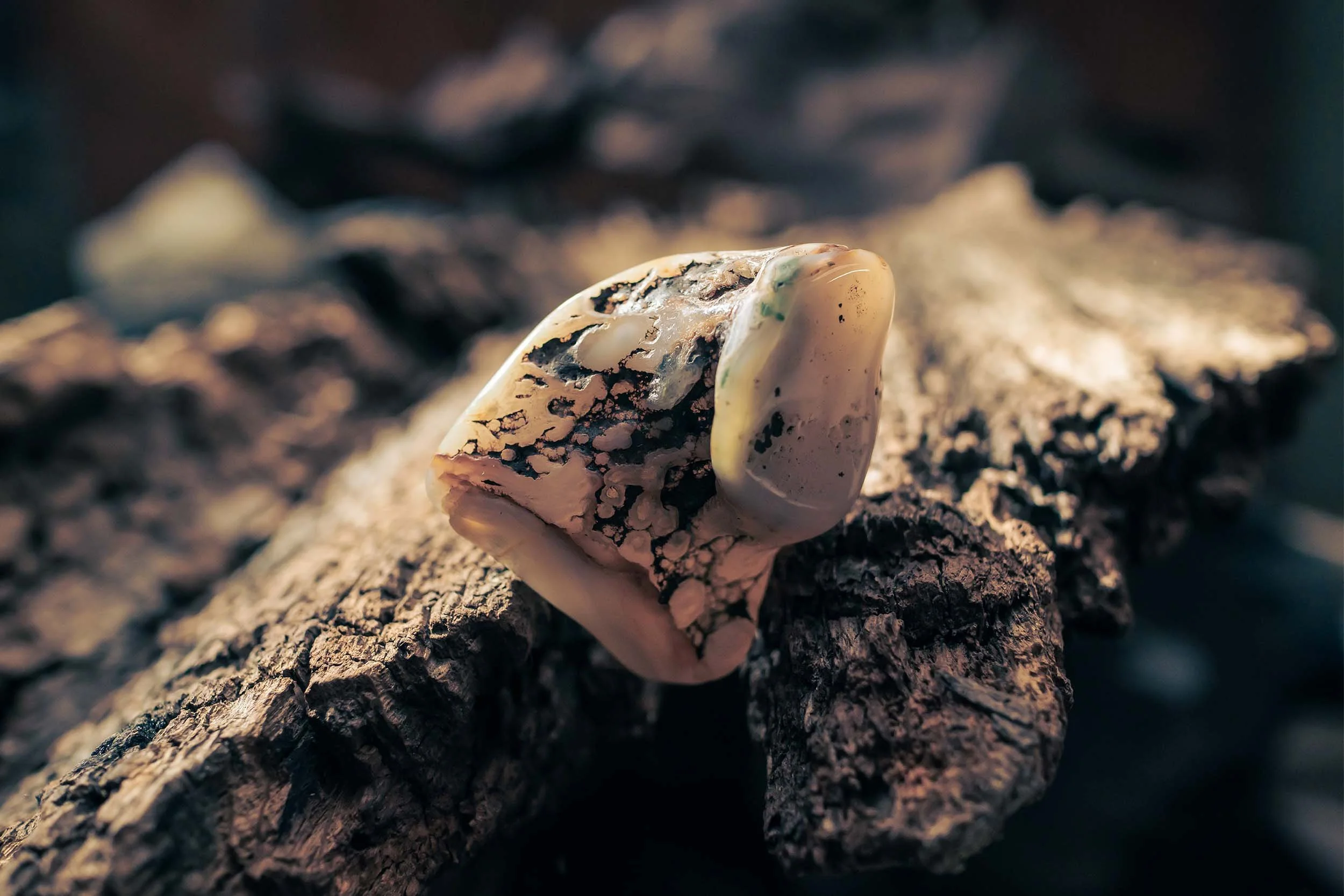 03 Bark stone.jpg
