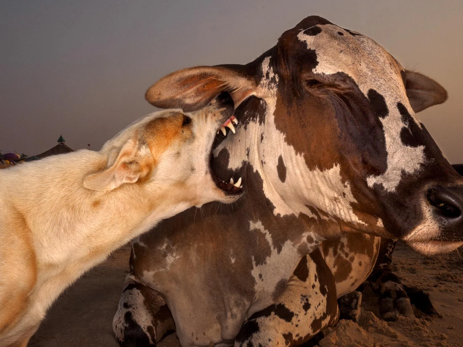 Goan to the dogs 2-38924 best.jpg