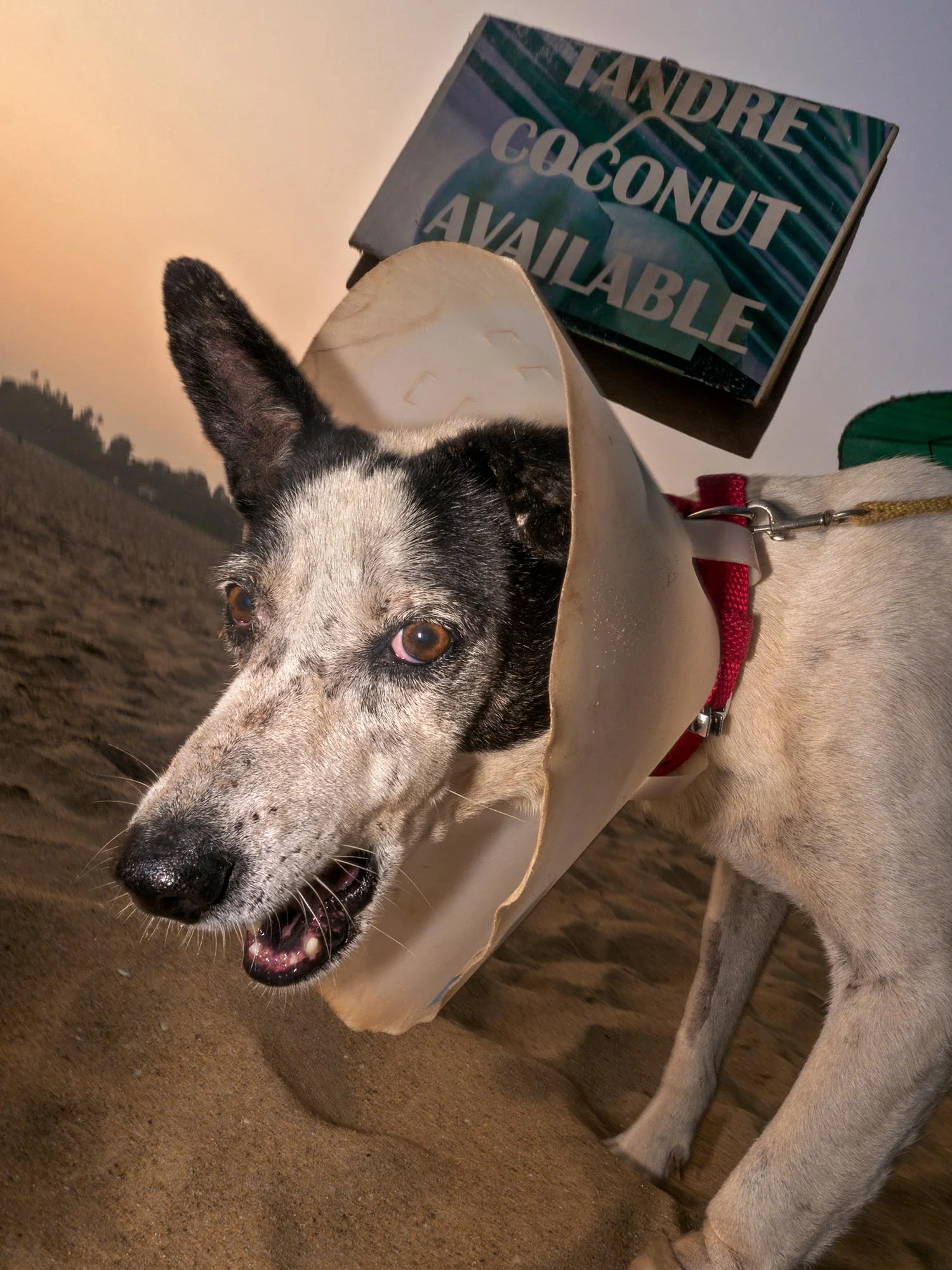 Goan to the dogs 3-52410 better.jpg