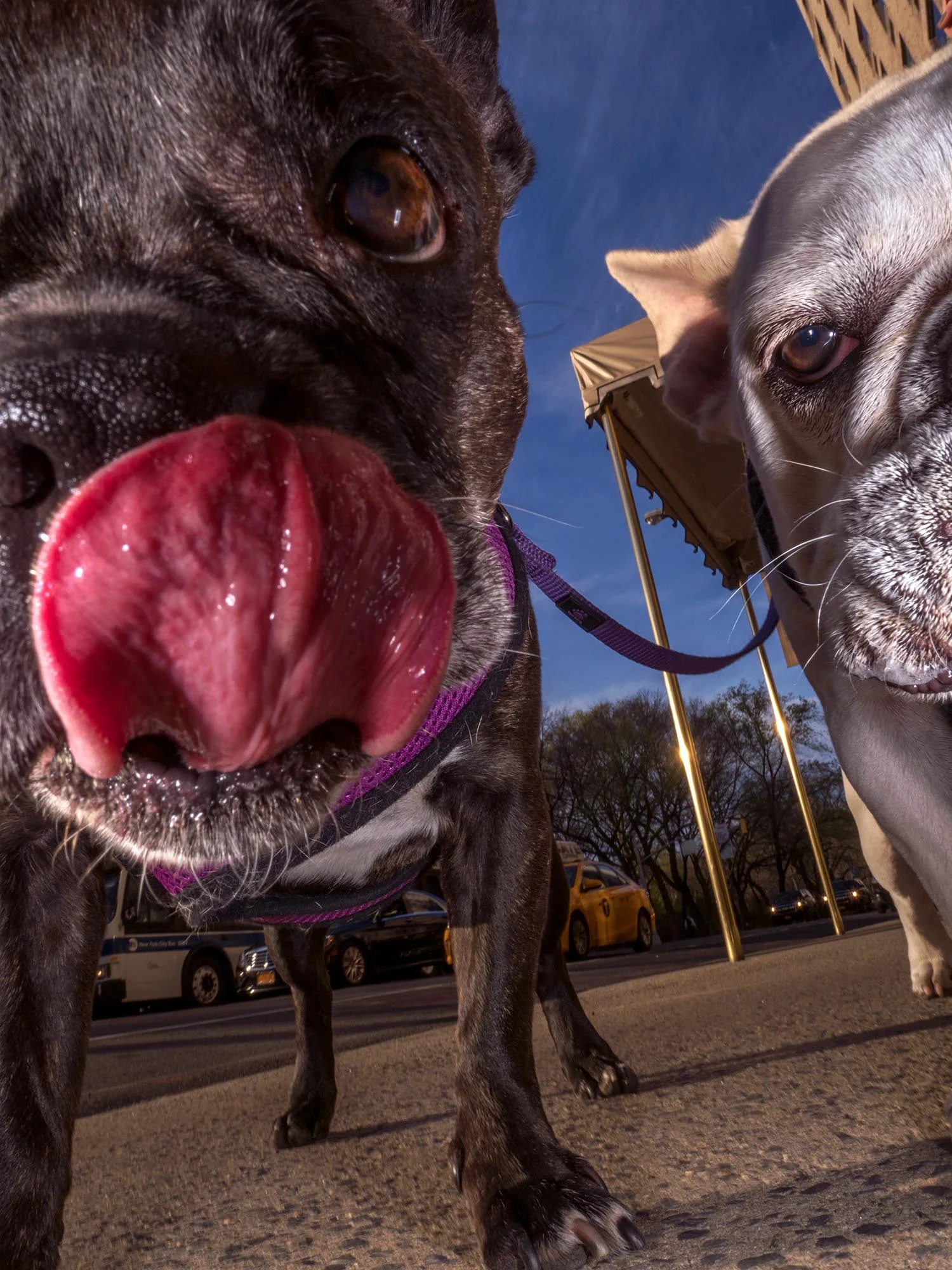 NY Hot Dogs-24979 b.jpg