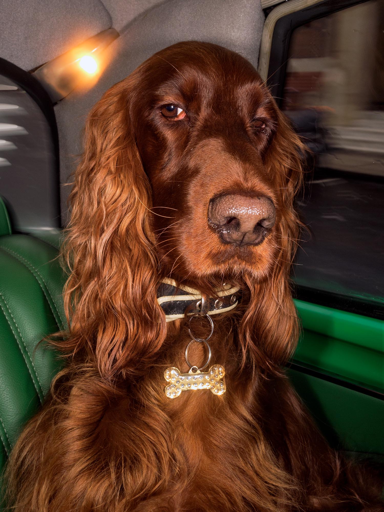 for dewi red setter printing LG.jpg