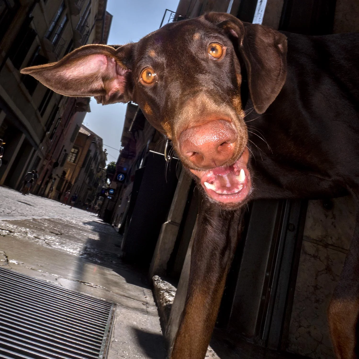 Well Heeled 2-43084 printing.jpg