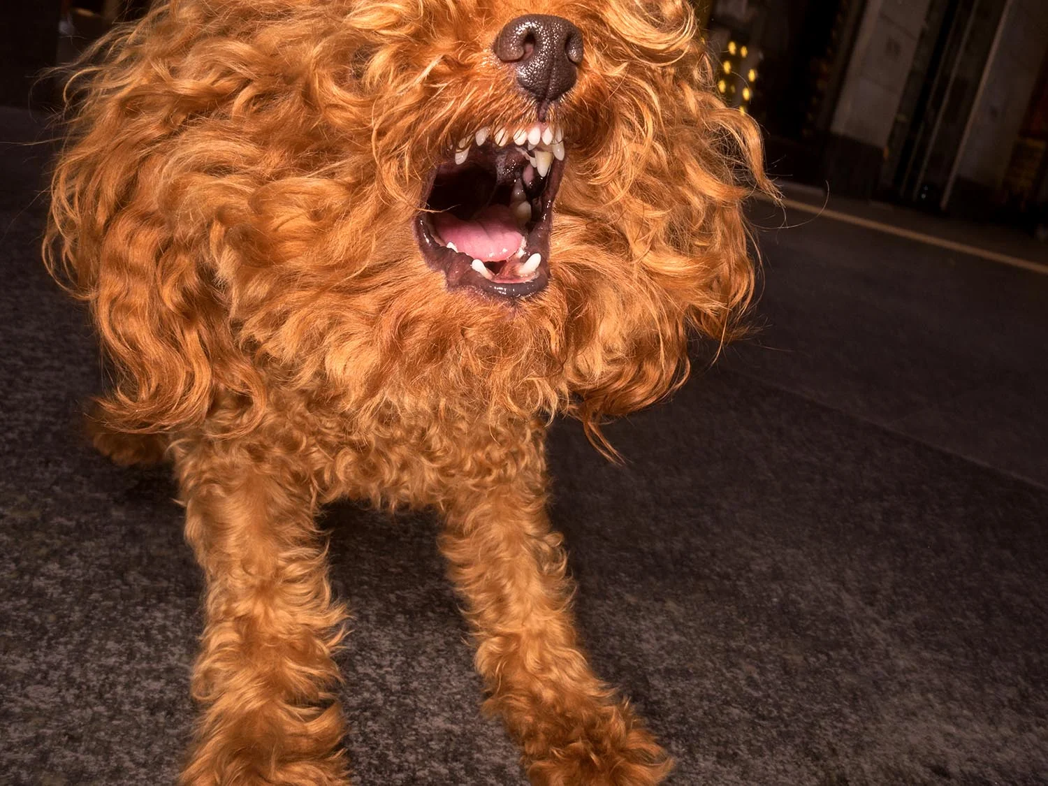 well heeled 4-37121.jpg