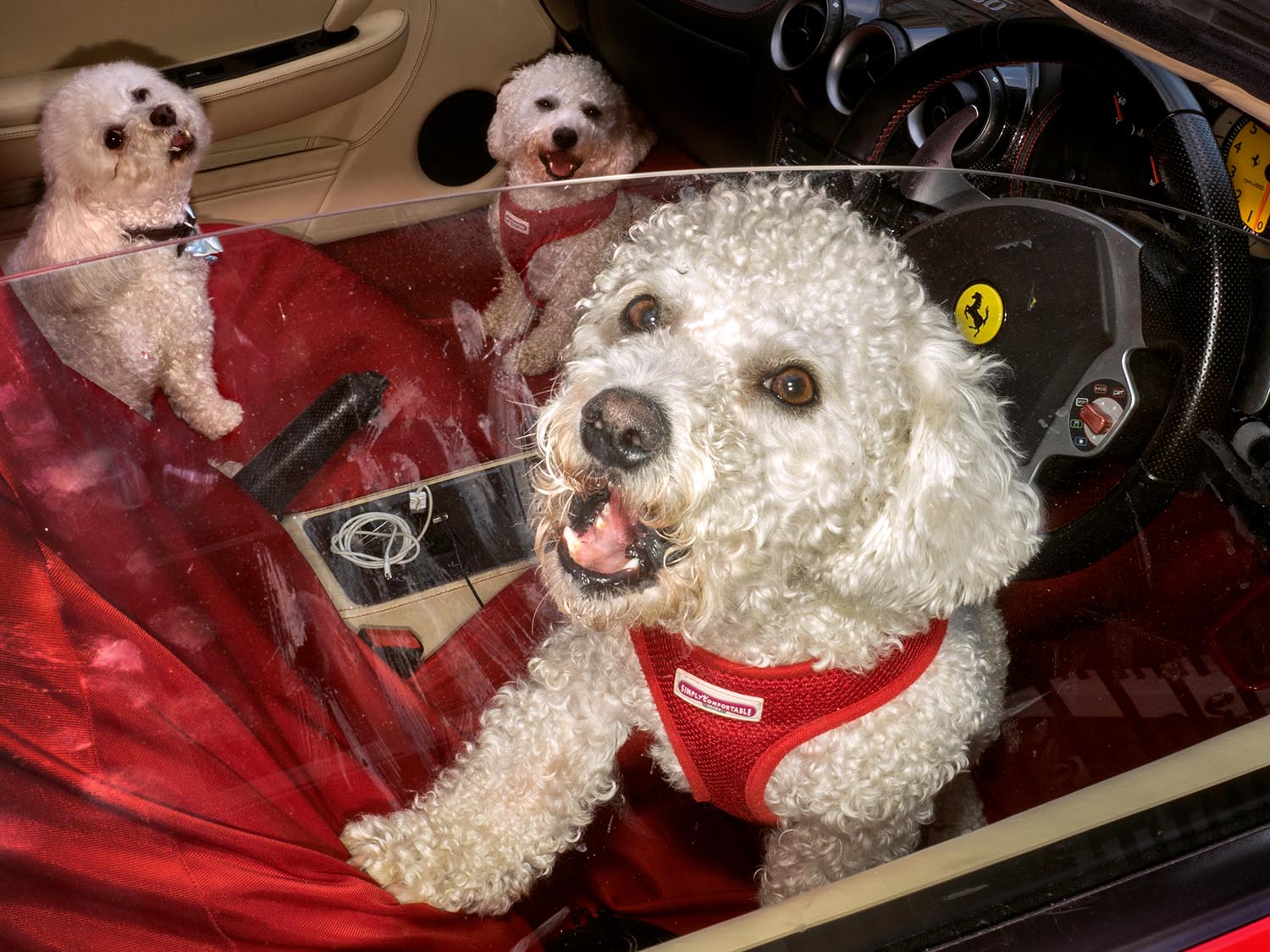 well heeled-three poodles.jpg