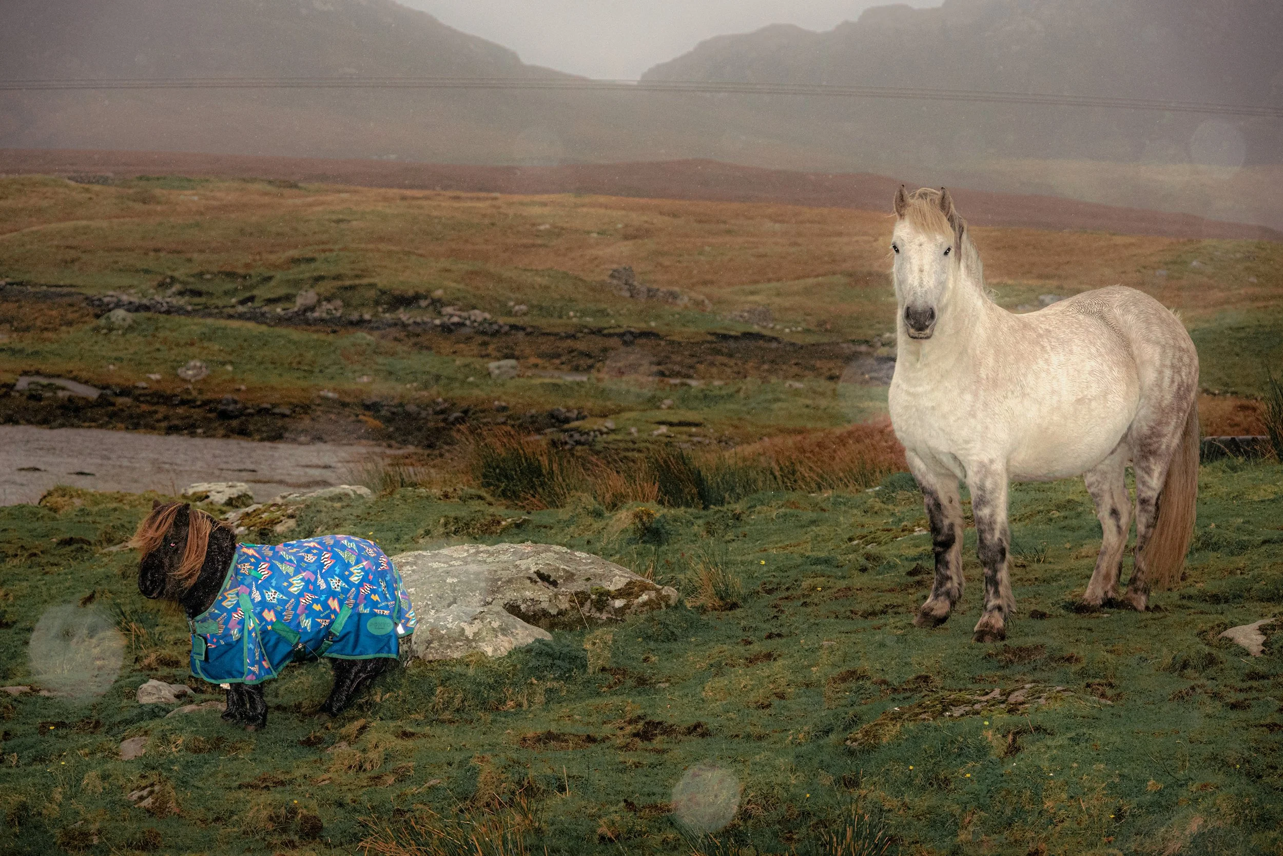 A small pony in a blue rug and a white horse graze on a misty moor.