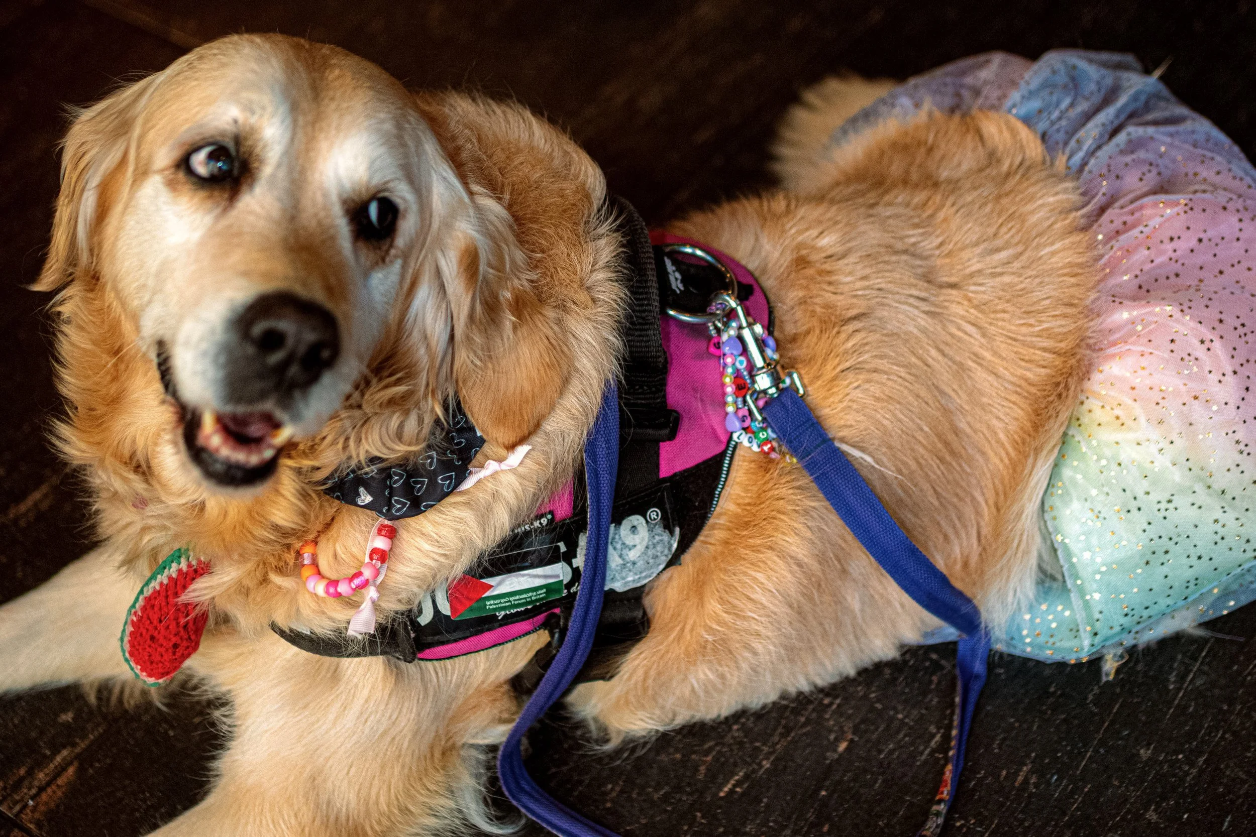 A golden retriever wears a colourful harness and pastel tutu in the Swifties series.