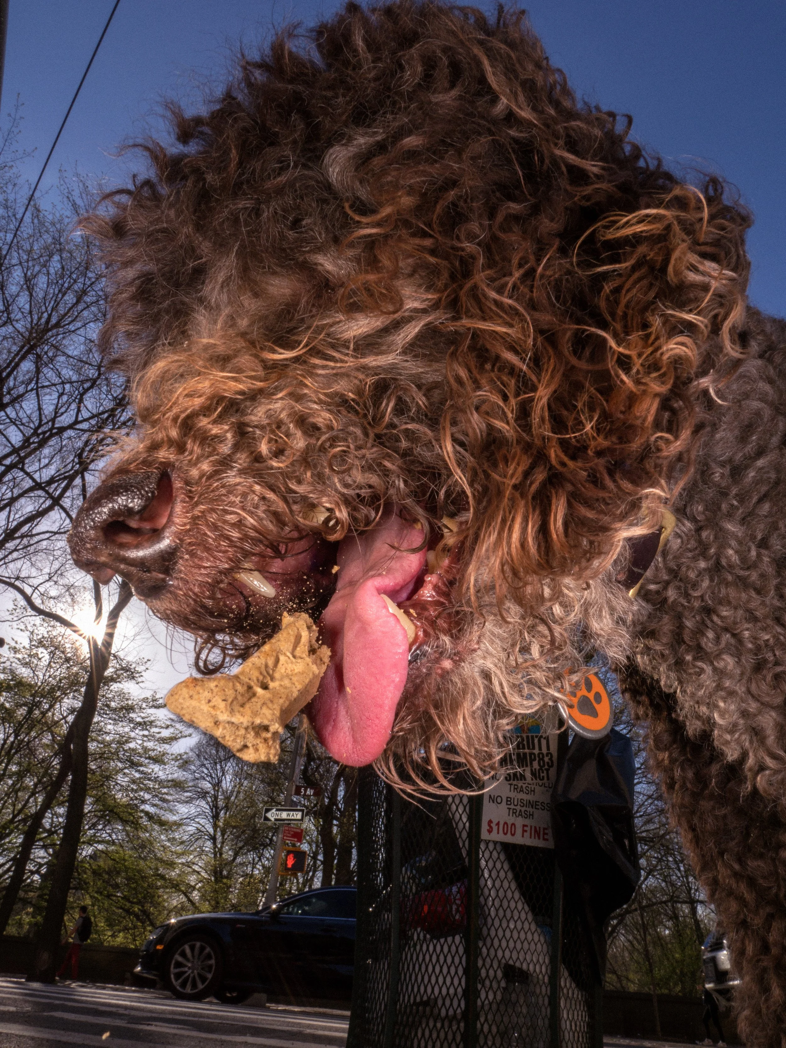 NY Hot Dogs-24477.jpg