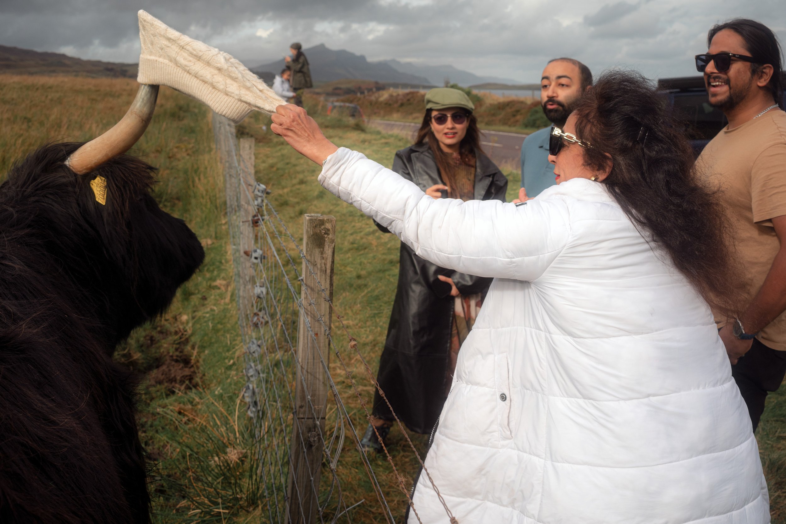 A visitor reaches over a fence towards a Highland cow as friends take photographs.