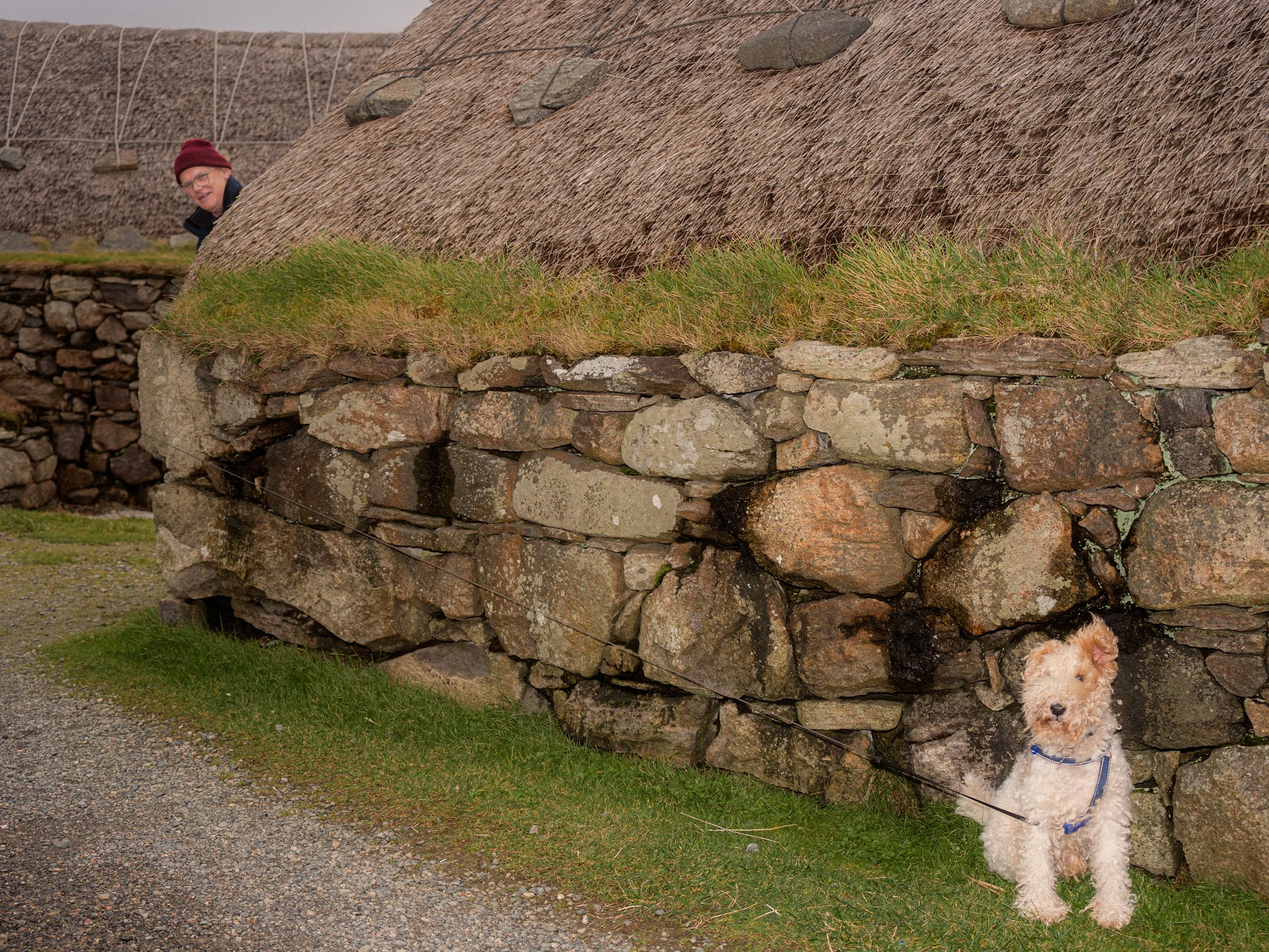 A small dog sits beside the stone wall of a thatched blackhouse.