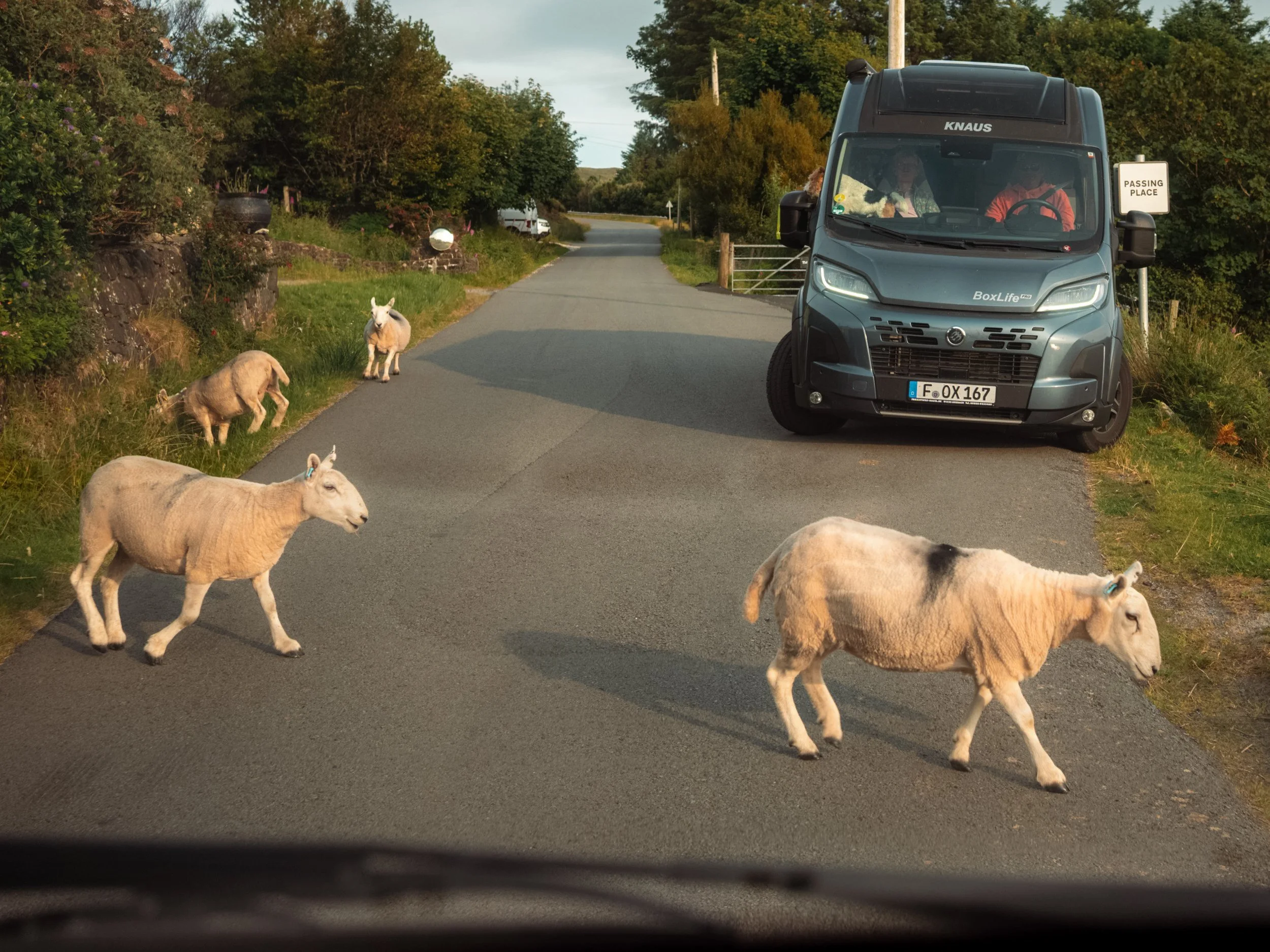 Sheep cross a narrow rural road in front of a campervan.