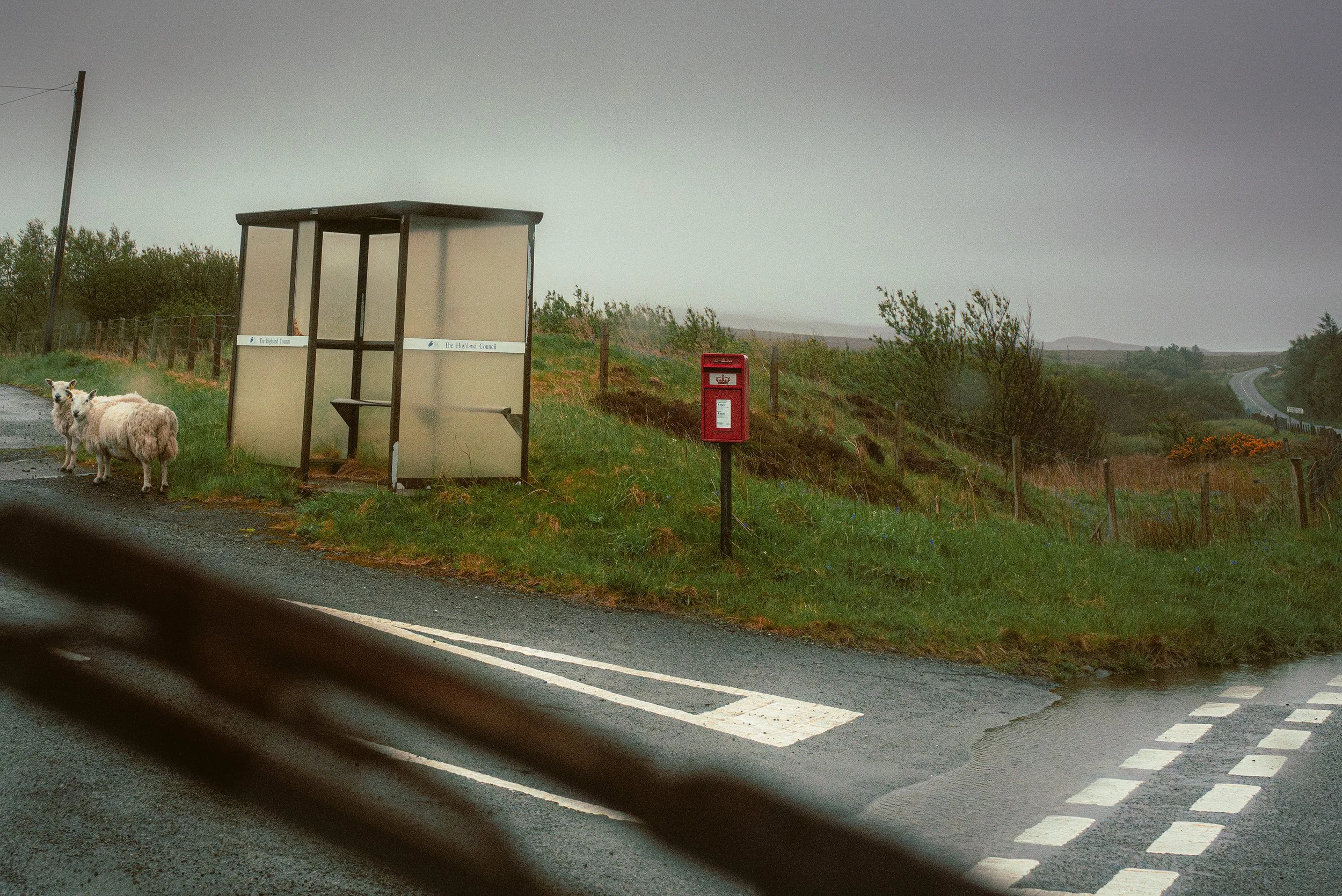 A sheep stands by a roadside bus shelter and red postbox on a rainy single-track road.