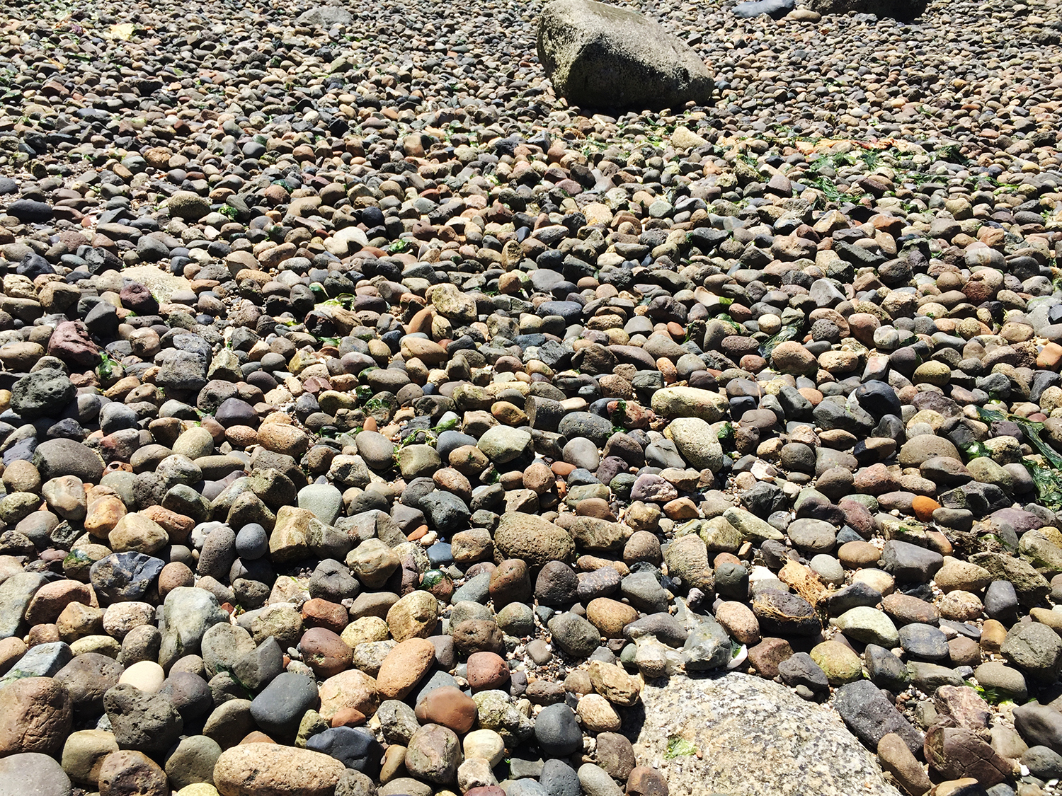 The beach here on Bainbridge Island doesn't look like our beach.