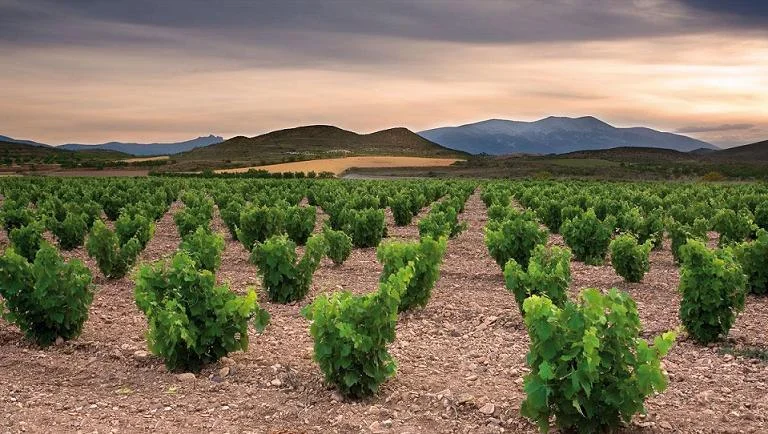 The Wine Regions of Spain